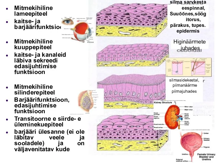 Mitmekihiline lameepiteel kaitse- ja barjäärifunktsioon Mitmekihiline kuuppepiteel kaitse- ja kanaleid läbiva sekreedi