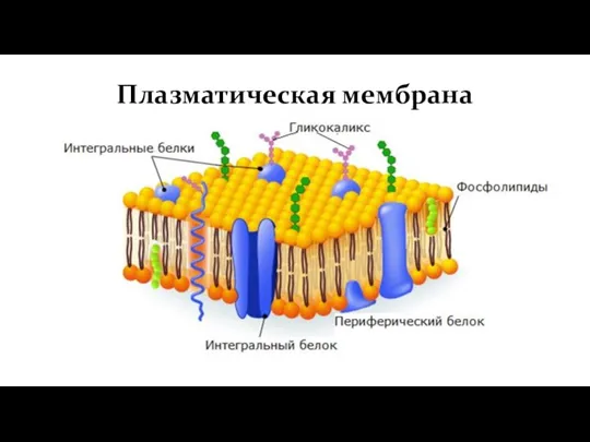 Плазматическая мембрана