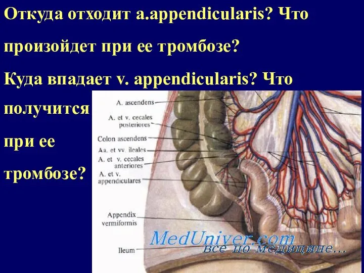 Откуда отходит a.appendicularis? Что произойдет при ее тромбозе? Куда впадает v. appendicularis?