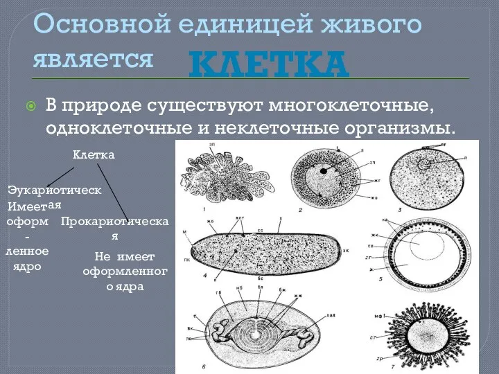 Основной единицей живого является В природе существуют многоклеточные, одноклеточные и неклеточные организмы.