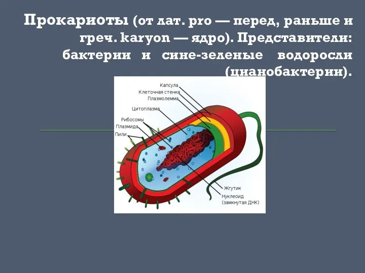 Прокариоты (от лат. pro — перед, раньше и греч. karyon — ядро).