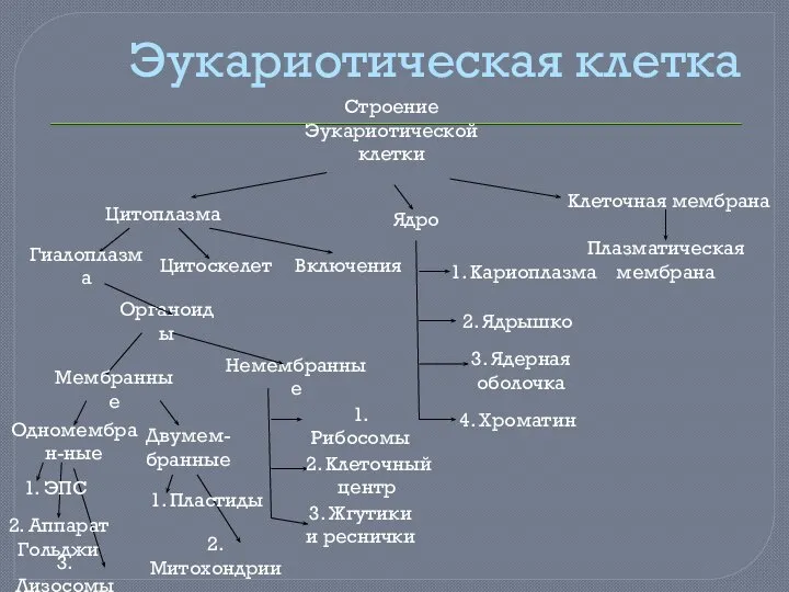 Эукариотическая клетка Строение Эукариотической клетки Цитоплазма Ядро Клеточная мембрана Плазматическая мембрана 1.