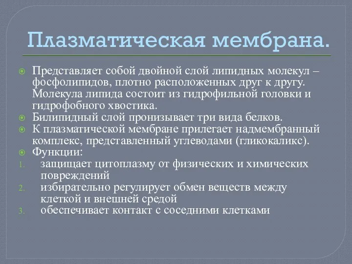 Плазматическая мембрана. Представляет собой двойной слой липидных молекул – фосфолипидов, плотно расположенных