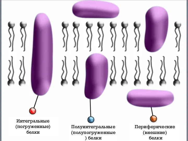 Интегральные (погруженные) белки Полуинтегральные (полупогруженные) белки Периферические (внешние) белки