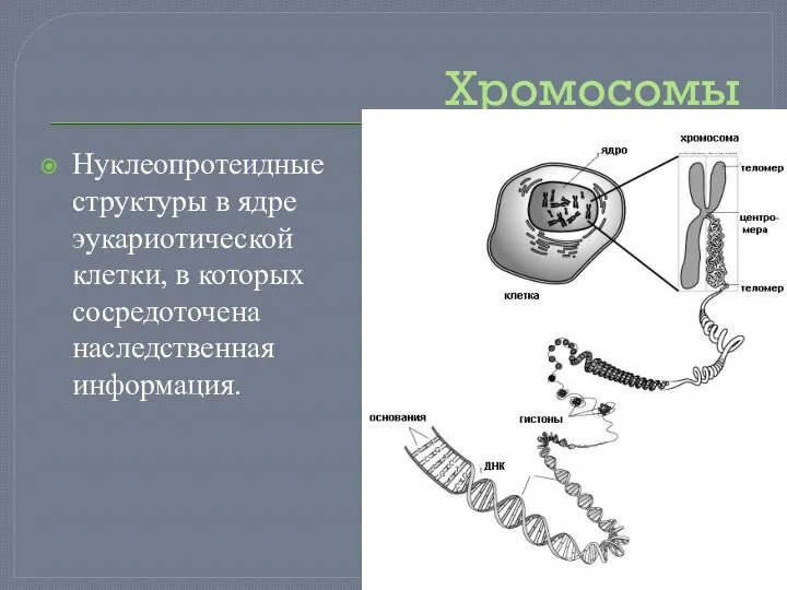 Хромосомы Нуклеопротеидные структуры в ядре эукариотической клетки, в которых сосредоточена наследственная информация.
