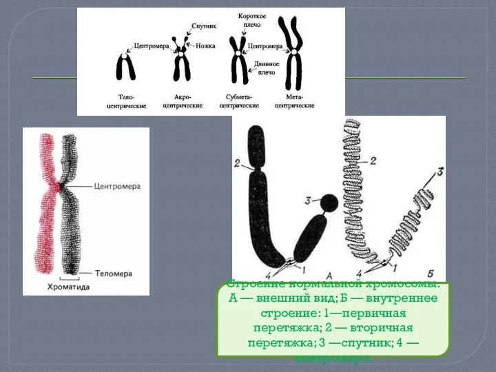 Строение нормальной хромосомы. А — внешний вид; Б — внутреннее строение: 1—первичная