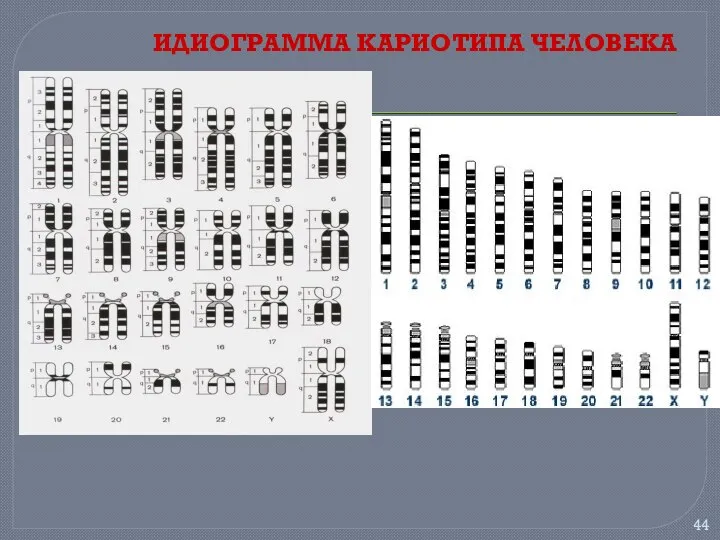 ИДИОГРАММА КАРИОТИПА ЧЕЛОВЕКА