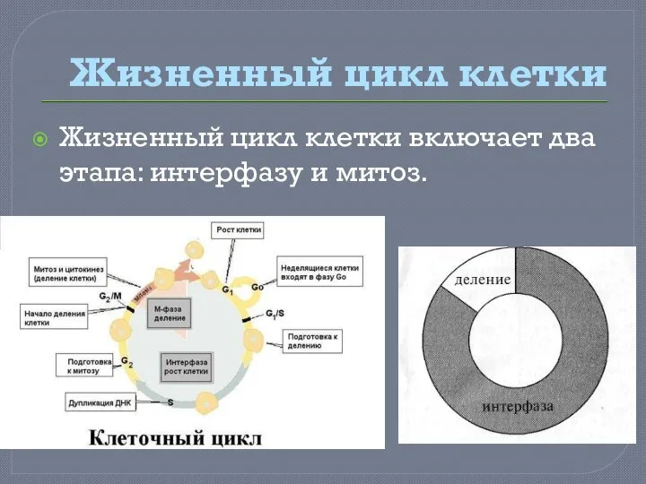 Жизненный цикл клетки Жизненный цикл клетки включает два этапа: интерфазу и митоз.