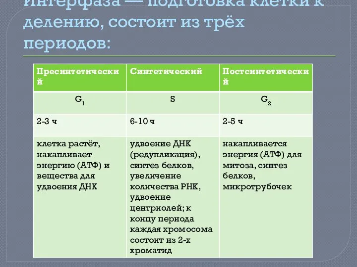 Интерфаза — подготовка клетки к делению, состоит из трёх периодов: