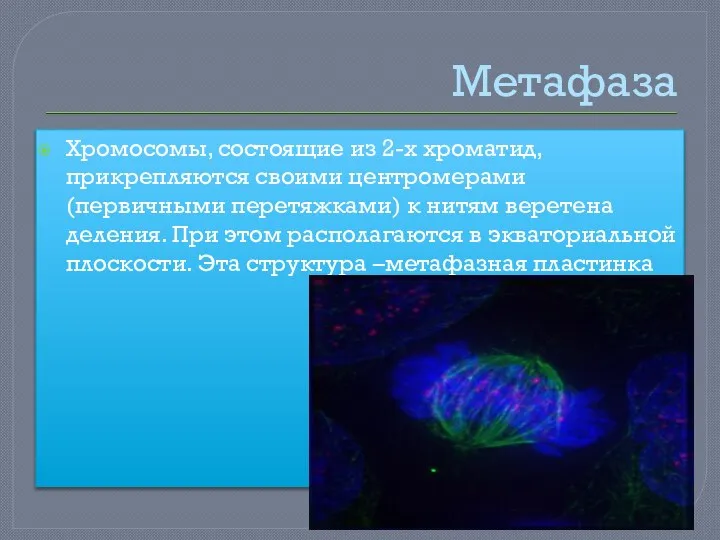 Метафаза Хромосомы, состоящие из 2-х хроматид, прикрепляются своими центромерами (первичными перетяжками) к