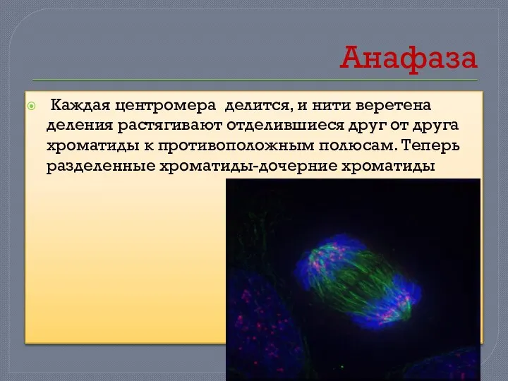 Анафаза Каждая центромера делится, и нити веретена деления растягивают отделившиеся друг от