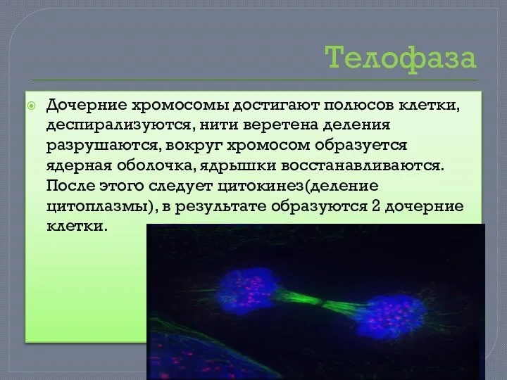 Телофаза Дочерние хромосомы достигают полюсов клетки, деспирализуются, нити веретена деления разрушаются, вокруг