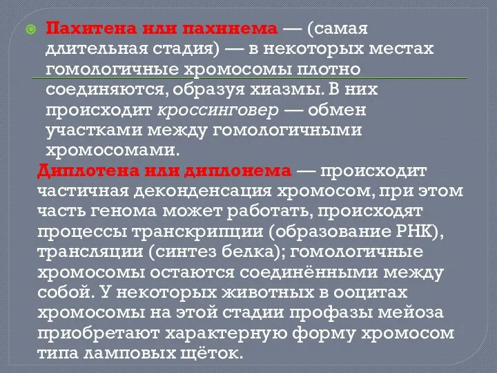 Пахитена или пахинема — (самая длительная стадия) — в некоторых местах гомологичные