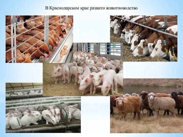 В Краснодарском крае развито животноводство