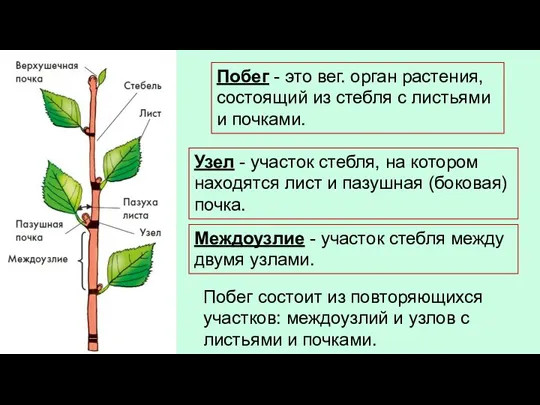 Побег - это вег. орган растения, состоящий из стебля с листьями и
