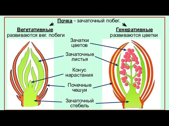 Почка - зачаточный побег. Зачаточный стебель Почечные чешуи Зачаточные листья Конус нарастания