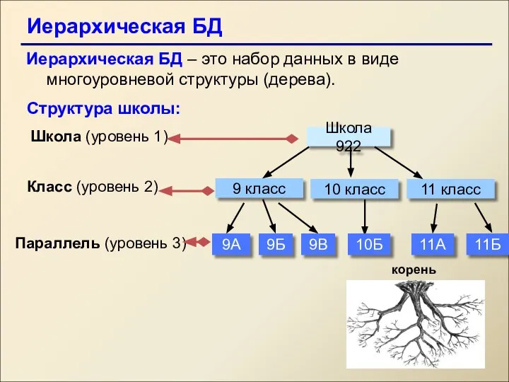 Иерархическая БД Иерархическая БД – это набор данных в виде многоуровневой структуры