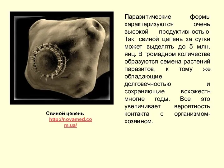 Паразитические формы характеризуются очень высокой продуктивностью. Так, свиной цепень за сутки может