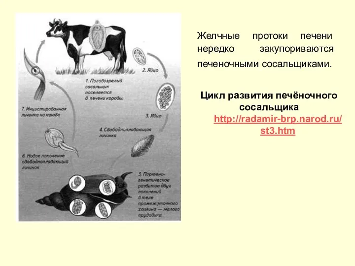 Желчные протоки печени нередко закупориваются печеночными сосальщиками. Цикл развития печёночного сосальщика http://radamir-brp.narod.ru/st3.htm