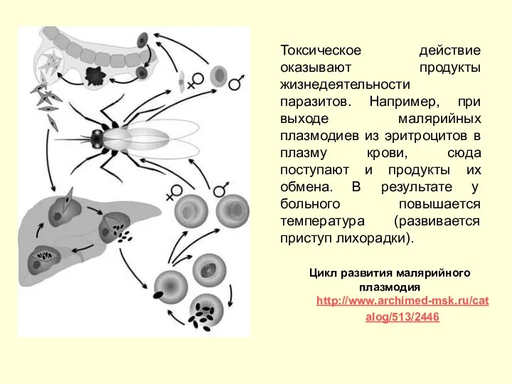 Токсическое действие оказывают продукты жизнедеятельности паразитов. Например, при выходе малярийных плазмодиев из