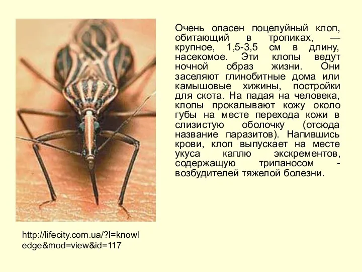 Очень опасен поцелуйный клоп, обитающий в тропиках, — крупное, 1,5-3,5 см в