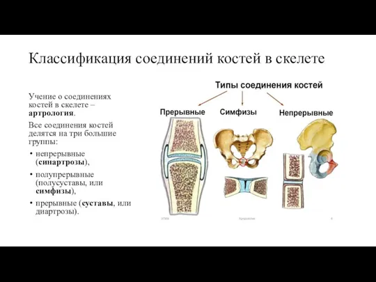 Классификация соединений костей в скелете Учение о соединениях костей в скелете –