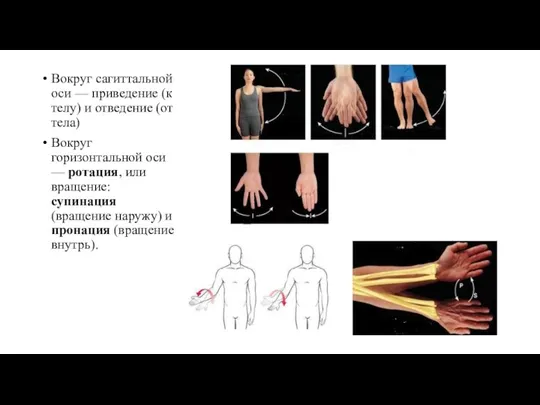 Вокруг сагиттальной оси — приведение (к телу) и отведение (от тела) Вокруг