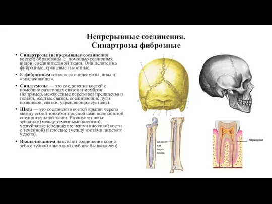 Непрерывные соединения. Синартрозы фиброзные Синартрозы (непрерывные соединения костей) об­разованы с помощью различных