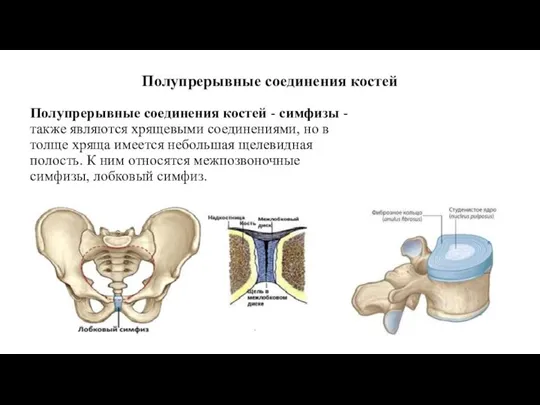 Полупрерывные соединения костей Полупрерывные соединения костей - симфизы - также являются хрящевыми