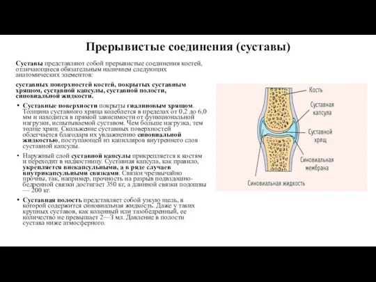 Прерывистые соединения (суставы) Суставы представляют собой прерывистые соединения костей, отличающиеся обязательным наличием