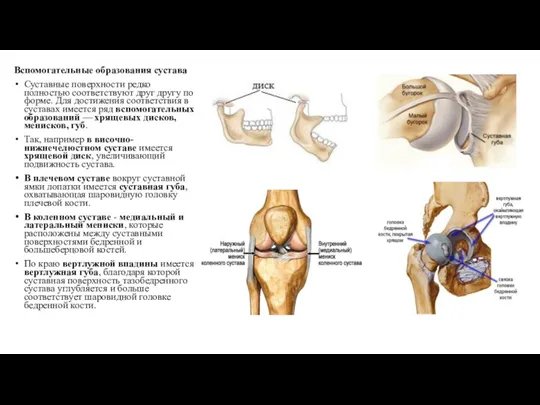 Вспомогательные образования сустава Суставные поверхности редко полностью соответствуют друг другу по форме.