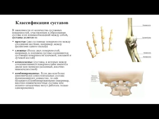 Классификации суставов В зависимости от количества суставных поверхностей, участвующих в образовании сустава