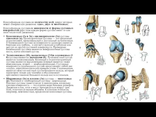Классификация суставов по количеству осей, вокруг которых может совершаться движение: одно-, двух-