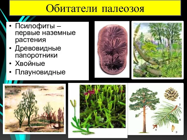 Псилофиты – первые наземные растения Древовидные папоротники Хвойные Плауновидные Обитатели палеозоя