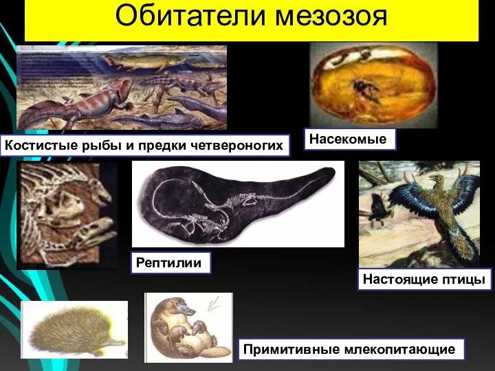 Обитатели мезозоя Костистые рыбы и предки четвероногих Насекомые Рептилии Настоящие птицы Примитивные млекопитающие