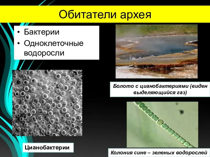 Обитатели архея Бактерии Одноклеточные водоросли Болото с цианобактериями (виден выделяющийся газ) Колония