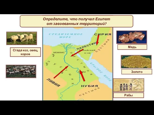 Определите, что получал Египет от завоеванных территорий? Золото Медь Стада коз, овец, коров Рабы