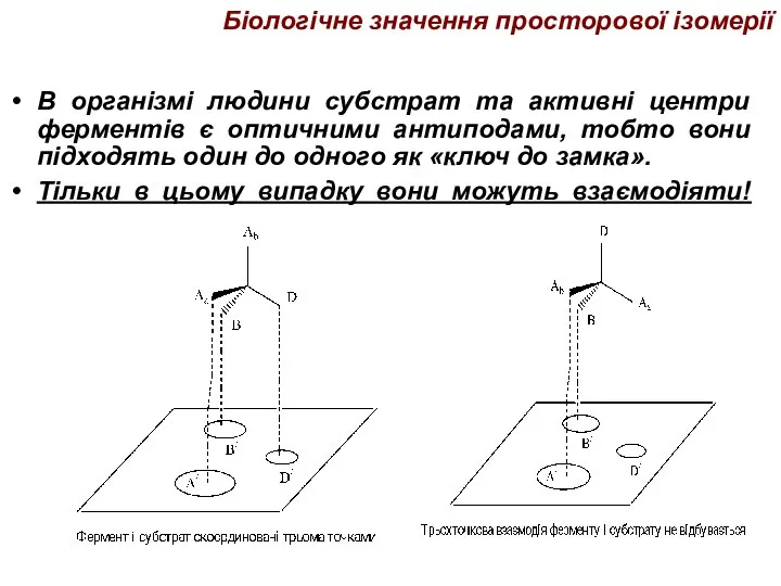 Біологічне значення просторової ізомерії В організмі людини субстрат та активні центри ферментів