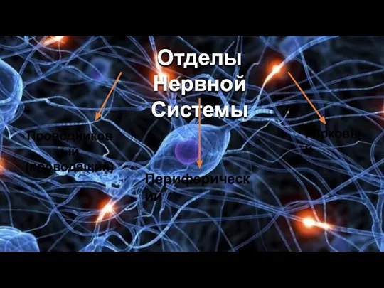 Отделы Нервной Системы Периферический Проводниковый(проводящий) Корковый