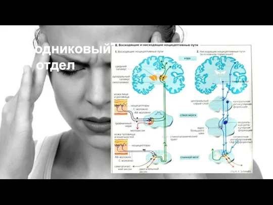 Проводниковый отдел