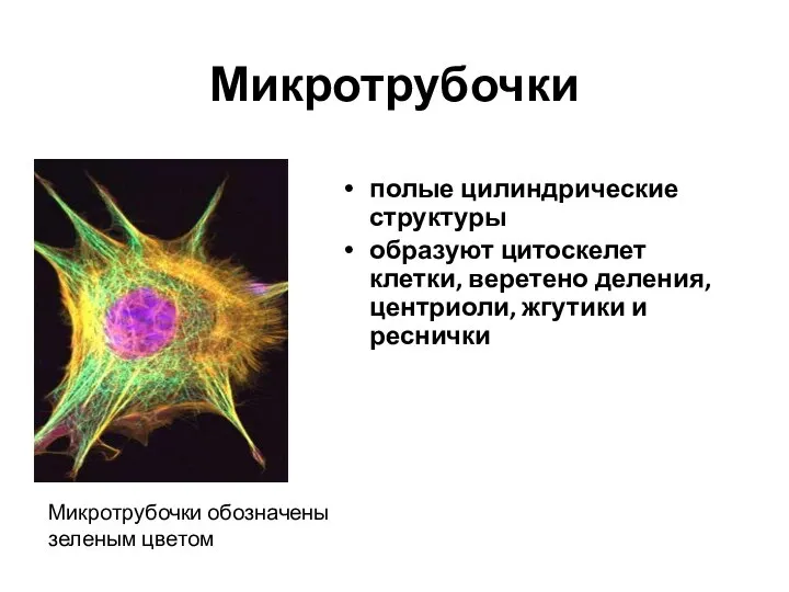 Микротрубочки полые цилиндрические структуры образуют цитоскелет клетки, веретено деления, центриоли, жгутики и