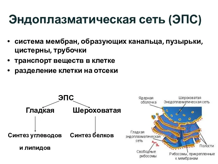 Эндоплазматическая сеть (ЭПС) система мембран, образующих канальца, пузырьки, цистерны, трубочки транспорт веществ