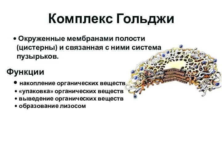 Комплекс Гольджи Функции накопление органических веществ «упаковка» органических веществ выведение органических веществ