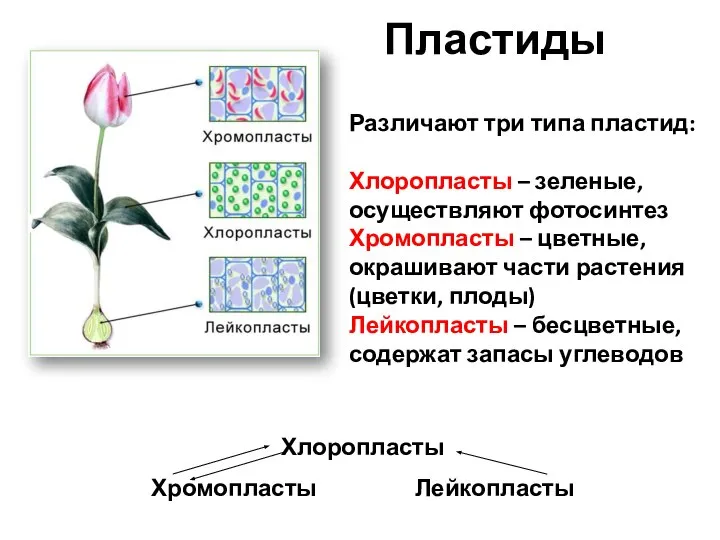 Пластиды Различают три типа пластид: Хлоропласты – зеленые, осуществляют фотосинтез Хромопласты –