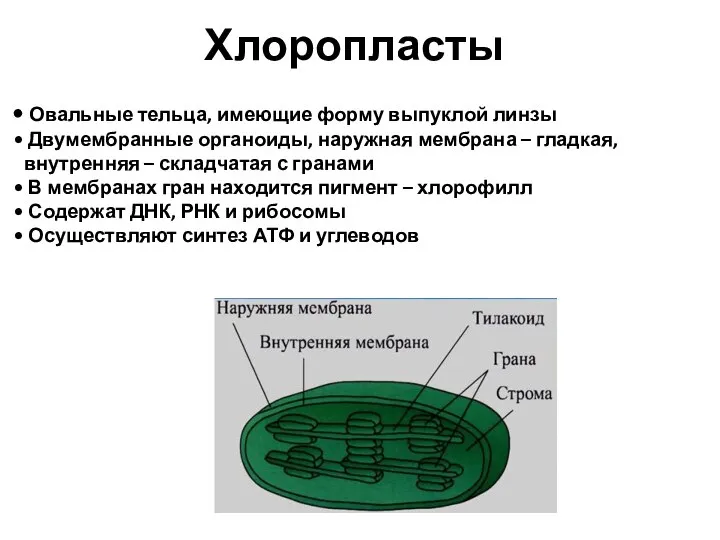 Овальные тельца, имеющие форму выпуклой линзы Двумембранные органоиды, наружная мембрана – гладкая,