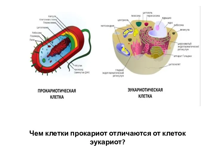 Чем клетки прокариот отличаются от клеток эукариот?