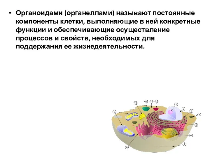 Органоидами (органеллами) называют постоянные компоненты клетки, выполняющие в ней конкретные функции и