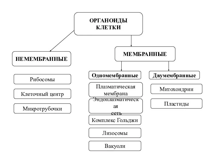 ОРГАНОИДЫ КЛЕТКИ НЕМЕМБРАННЫЕ МЕМБРАННЫЕ Одномембранные Двумембранные Рибосомы Клеточный центр Микротрубочки Эндоплазматическая сеть