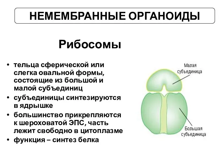 Рибосомы тельца сферической или слегка овальной формы, состоящие из большой и малой