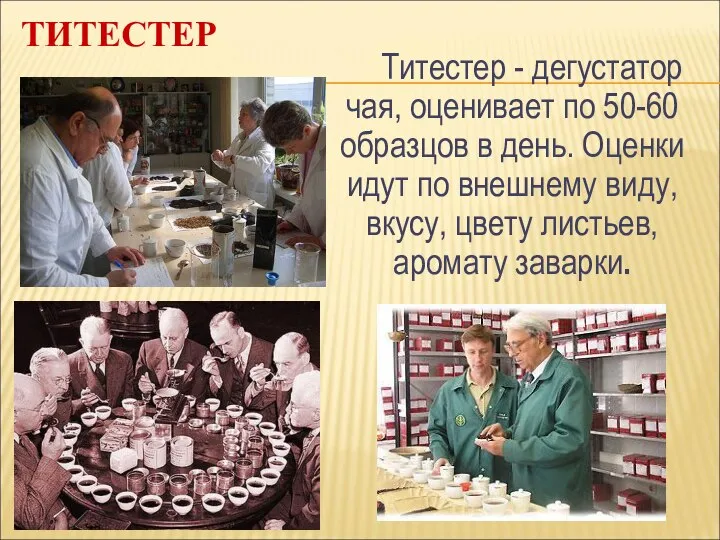 ТИТЕСТЕР Титестер - дегустатор чая, оценивает по 50-60 образцов в день. Оценки